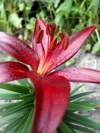 garden red Lily