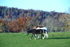 Fall Landscape and horses