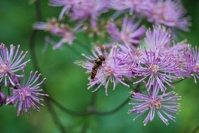 fly on a purple spring flower