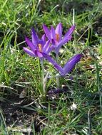 bright crocuses in green grass close-up