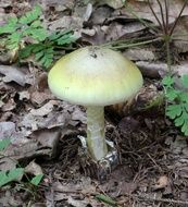 Poisonous fungus mushrooms in the forest