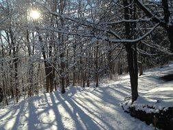 snow slope in the forest on a sunny day