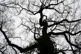 tree without leaves under the sky