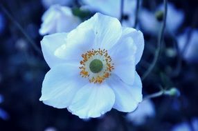 delightful beauty Petal Bloom
