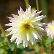 white dahlia in a sunny garden close-up