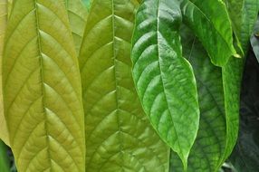 Green leaves in nature close-up