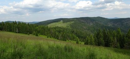 green mountainside with green trees