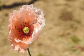 pink Klatschmohn Poppy Flower bloom