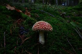 beautiful fly agaric on green moss
