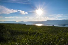 summer field green Landscape
