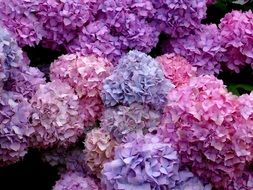 lush colorful inflorescences of hydrangea