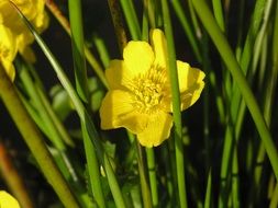 yellow buttercups in the swamp grass