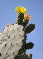 cactus with yellow flowers in bright sunlight