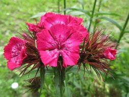 Flowers Plant Green Magenta