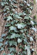 green plant weaves along a tree trunk