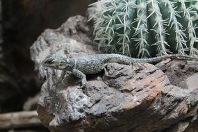 lizard on a stone near a round cactus