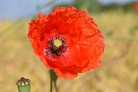 Red poppy flower in nature
