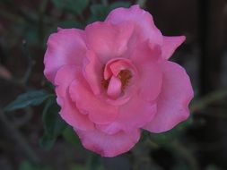 pink rose in nature