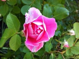 rose flower thorns