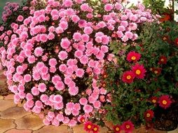 pink and red chrysanthemums in the garden