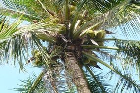 fruits on a palm tree on Koh Samui in Thailand