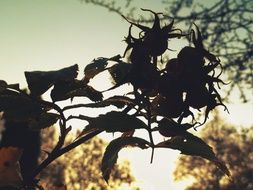 silhouette of a plant branch