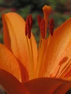 orange lily with stamens closeup