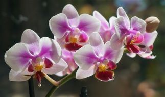 purple white phalaenopsis flowers