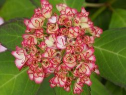 Natural Pink Hydrangea Flowers