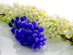 beautiful flowers for decorations