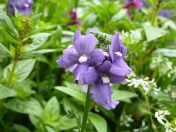 purple flowers like lips