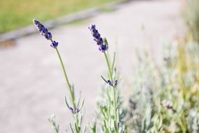 Lavender Flower Summer