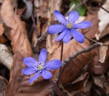 Hepatica Blue Flowers