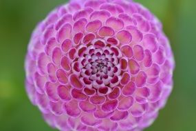 ball-shaped pink dahlia close-up