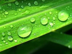 fresh Water Drops on bright green leaf plant