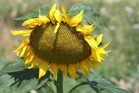 shadow on a sunflower