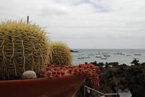 potted prickly cactus