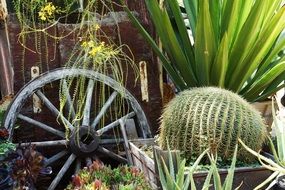 cactus Plants and wheel decoration