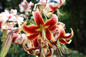 red lily flowers in the garden