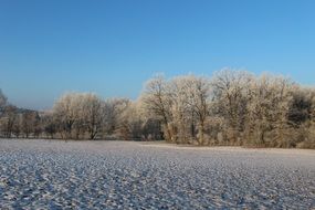 sunny frosty day in the forest