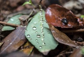 water drops on leaves Close up