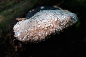 mushroom in dew drops