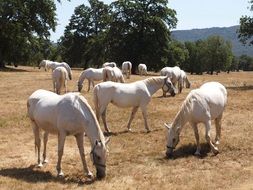 white horses in the field on a sunny day