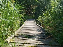 old wooden bridge in green thickets