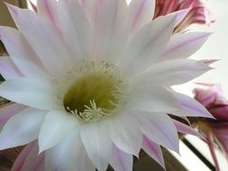 large white flower on a cactus close-up