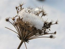 Snow on dry plant close up