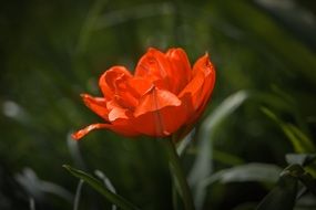incredible beauty Tulip Blossom