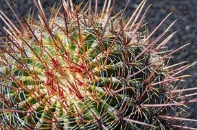 prickly cactus in Lanzarote