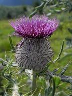 Thistle Purple