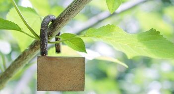 Padlock on a tree branch close-up on blurred background